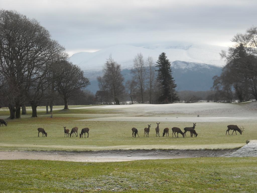 Neptune's Killarney