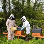 The Apiary