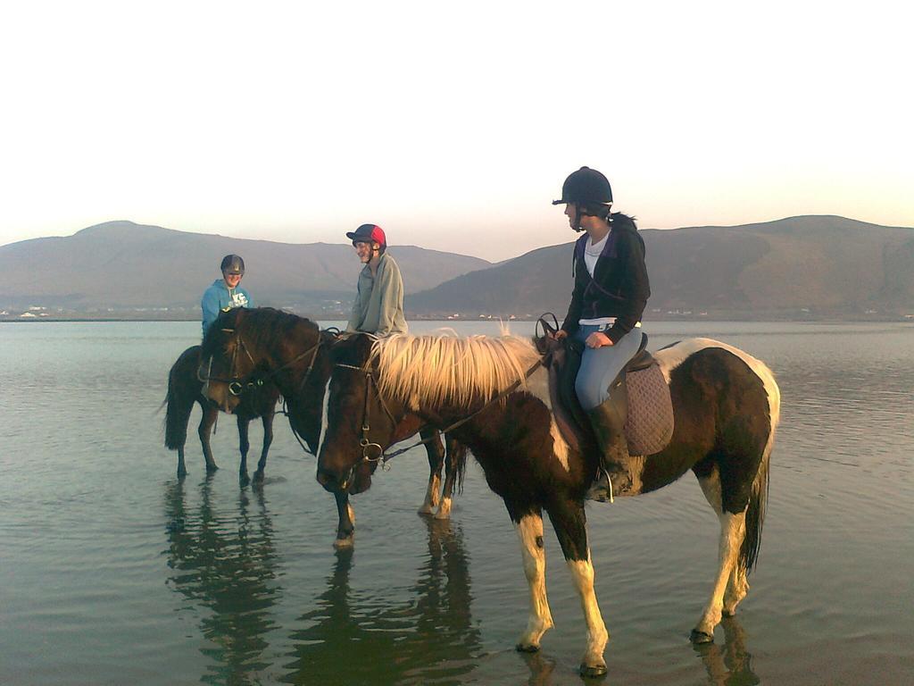 The Sleepy Camel * Killarney