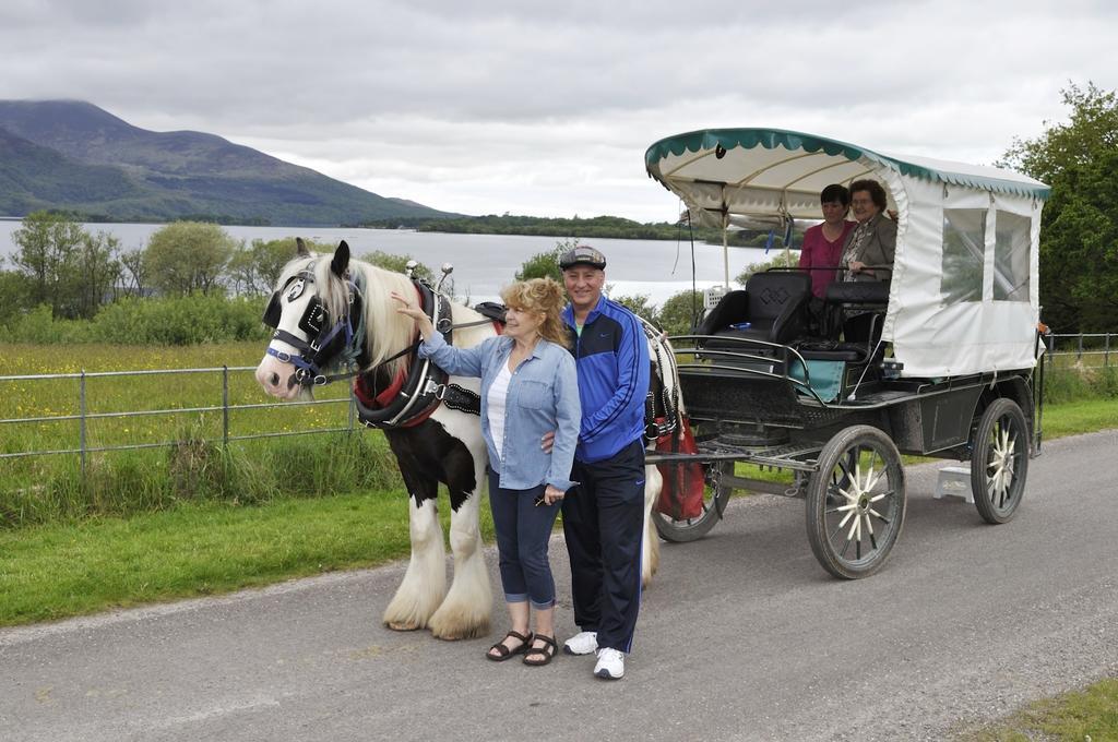 Shepherds * Killarney