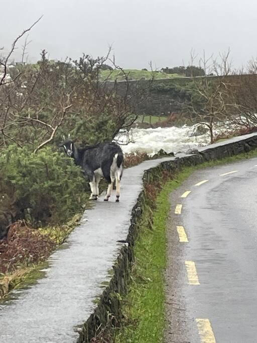 Gap Of Dunloe Shepherd's * Killarney