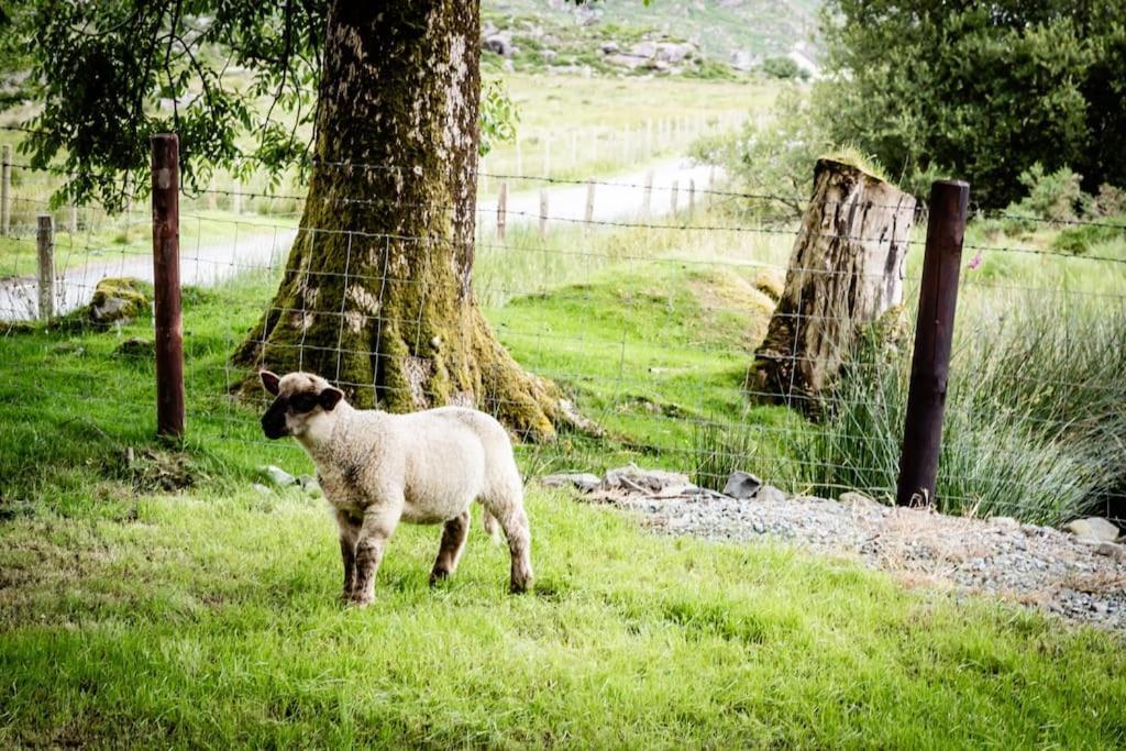 Gap Of Dunloe Shepherd's