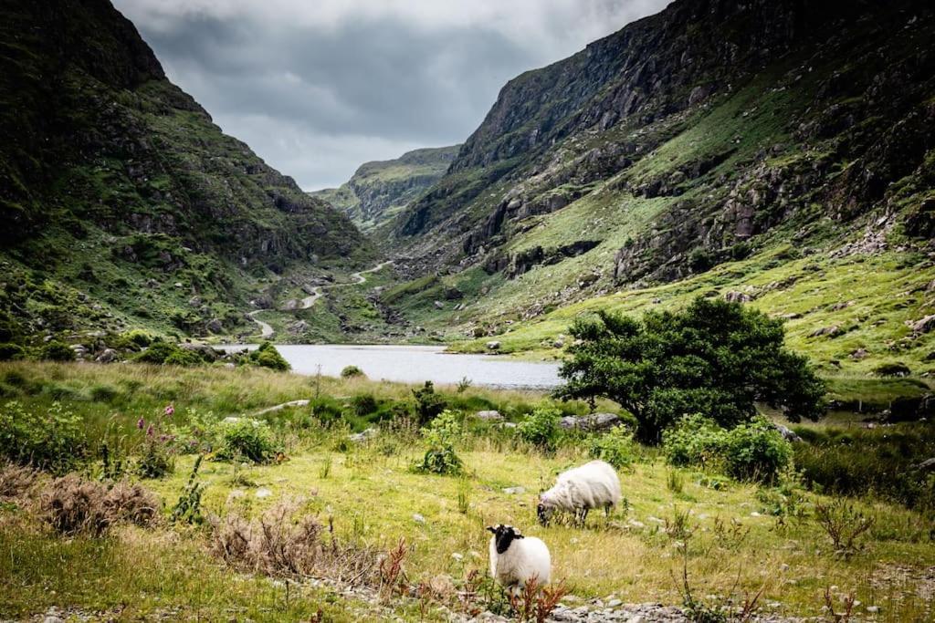 Gap Of Dunloe Shepherd's *
