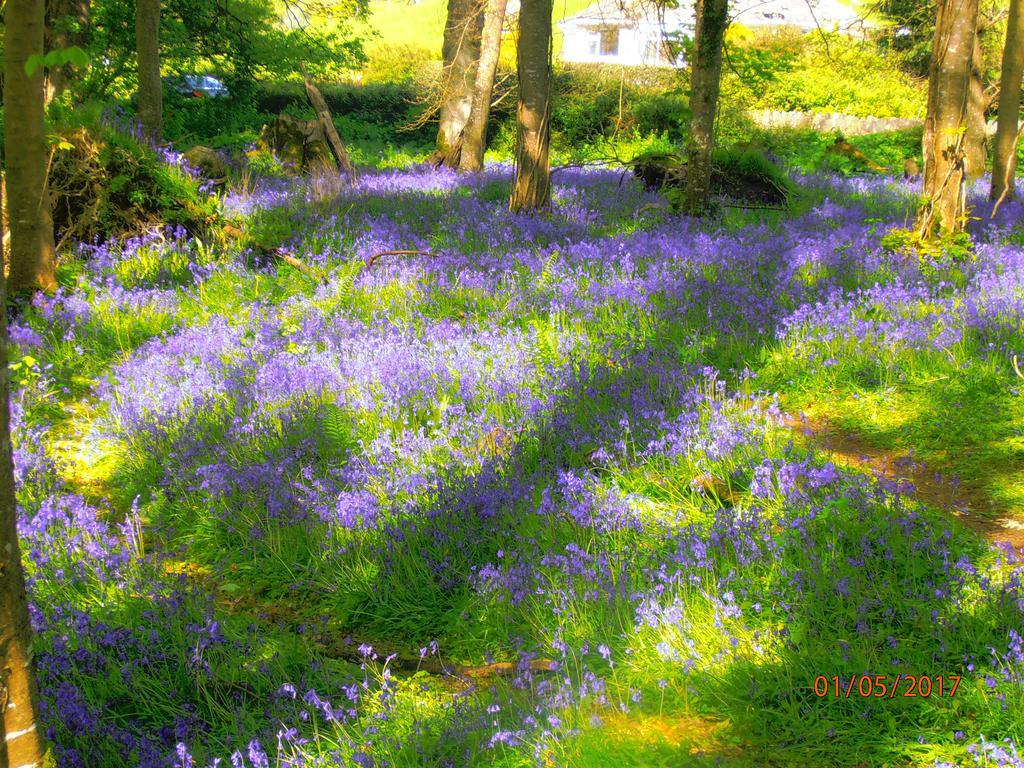 Larkfield House B&b, Ballycasheen Kerry V93 Wd51 3* Killarney